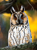 Long-eared Owl (Asio otus) on a branch. Slovakia.