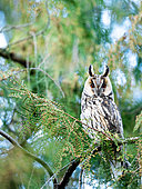 Long-eared Owl (Asio otus) on a branch. Slovakia.