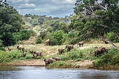 African bush elephant (Loxodonta africana) herd in riverside scenery in Kruger National park, South Africa