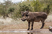 Common warthog (Phacochoerus africanus) standing along waterhole looking at camera in greater Kruger National park, South Africa
