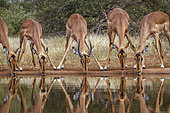 Little group of Common Impala (Aepyceros melampus) drinking in waterhole front view in greater Kruger National park, South Africa