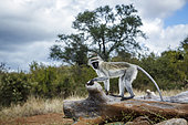 Vervet monkey (Chlorocebus pygerythrus) standing on a log in greater Kruger National park, South Africa