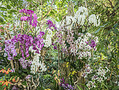 Mille et une Orchidées" exhibition, Grandes Serres du Jardin des Plantes, Paris, France
