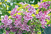 Weigela florida 'Rumba', flowers