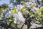 Apple tree 'Châtaignier', Malus domestica 'Châtaignier', flowers