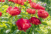 Herbaceous peony 'Postillon', Paeonia lactiflora 'Postillon', Breeder : Saunders 1941, flowers