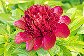 Herbaceous peony 'Red Charm', Paeonia lactiflora 'Red Charm', flower