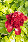 Herbaceous peony 'Red Charm', Paeonia lactiflora 'Red Charm', flower