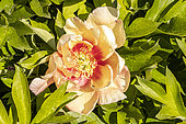 Peony Itoh 'Callie's Memory', Paeonia 'Callie's Memory', Breeder : Anderson 1990, flower