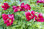 Tree peony itoh 'Scarlet Heaven', Paeonia itoh 'Scarlet Heaven', Breeder :Anderson (USA) 1999, flowers