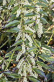 Leucothoë fontanesia 'Red Lips', flowers