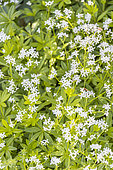 Sweet woodruff, Galium odoratum, flowers