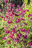 Columbine 'Ruby Port', Aquilegia vulgaris var. stellata 'Ruby Port', flowers