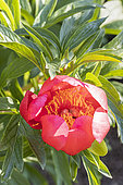 Peony 'Otto Froebel', Paeonia peregrina 'Otto Froebel', flower