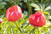Peony 'Otto Froebel', Paeonia peregrina 'Otto Froebel', flowers