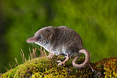 Pygmy shrew (Sorex minutus), in the Vaud Alps, Switzerland.