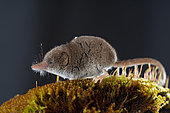 Pygmy shrew (Sorex minutus), in the Vaud Alps, Switzerland.