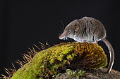 Pygmy shrew (Sorex minutus), in the Vaud Alps, Switzerland.