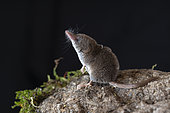 Pygmy shrew (Sorex minutus), in the Vaud Alps, Switzerland.