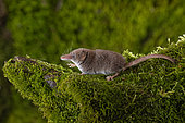 Pygmy shrew (Sorex minutus), in the Vaud Alps, Switzerland.