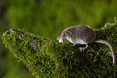 Pygmy shrew (Sorex minutus), in the Vaud Alps, Switzerland.