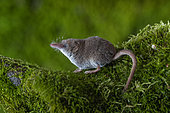 Pygmy shrew (Sorex minutus), in the Vaud Alps, Switzerland.