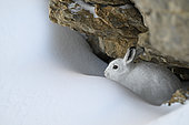 Mountain hare (Lepus timidus) in winter coat, white on snow, Vaud Alps, Switzerland.
