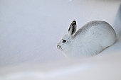 Mountain hare (Lepus timidus) in winter coat, white on snow, Vaud Alps, Switzerland.