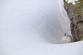 Mountain hare (Lepus timidus) in winter coat, white on snow, Vaud Alps, Switzerland.
