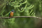 Common kingfisher (Alcedo atthis) on a branch, Italy