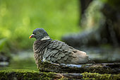 Common wood pigeon (Columba palumbus) bathing, Italy