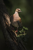 European turtle dove (Streptopelia turtur) on a trunk, Italy