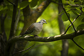 European turtle dove (Streptopelia turtur) on a branch, Italy