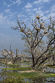 Painted storks (Mycteria leucocephala) colony at nest, Bharatpur, Keoladeo, Rajastan, India