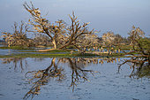 Painted storks (Mycteria leucocephala) at nest, Bharatpur, Keoladeo, Rajastan, India