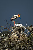 Painted stork (Mycteria leucocephala) at nest, Bharatpur, Keoladeo, Rajastan, India
