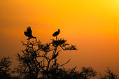 Painted storks (Mycteria leucocephala) colony at nest at dusk, Bharatpur, Keoladeo, Rajastan, India
