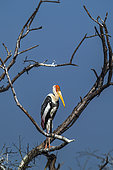 Painted storks (Mycteria leucocephala) on a branch, Bharatpur, Keoladeo, Rajastan, India