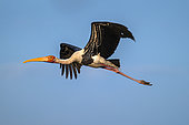 Painted storks (Mycteria leucocephala) in flight, Bharatpur, Keoladeo, Rajastan, India