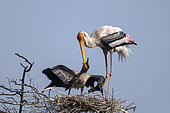 Painted storks (Mycteria leucocephala) feeding immature at nest, Bharatpur, Keoladeo, Rajastan, India