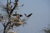 Painted storks (Mycteria leucocephala) at nest, Bharatpur, Keoladeo, Rajastan, India