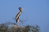 Painted storks (Mycteria leucocephala) immature at nest, Bharatpur, Keoladeo, Rajastan, India