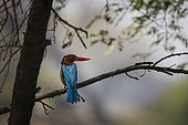 White-throated kingfisher (Halcyon smyrnensis) on a branch, Bharatpur, Keoladeo Ghana National Park, Rajastan, India