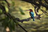 White-throated kingfisher (Halcyon smyrnensis) on a branch, Bharatpur, Keoladeo Ghana National Park, Rajastan, India
