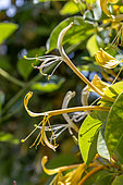 Giant Burmese Honeysuckle (Lonicera hildebrandiana) flowers