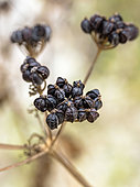 Alexanders (Smyrnium olusatrum) fruits, Bouches-du-Rhône, France