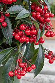 Coral berry (Ardisia crenata) 'Queen Star'