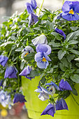 Horned Pansy (Viola cornuta) in a hanging pot