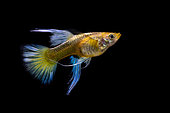 Guppy (Poecilia reticulata) "Ribbon" female