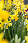 Narcissus 'Tete a tete'